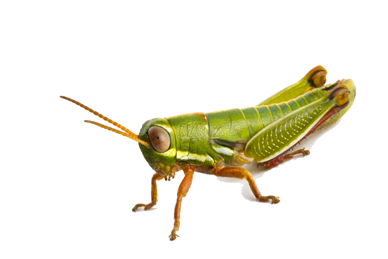 Groene Grasshopper PNG Clipart Achtergrond