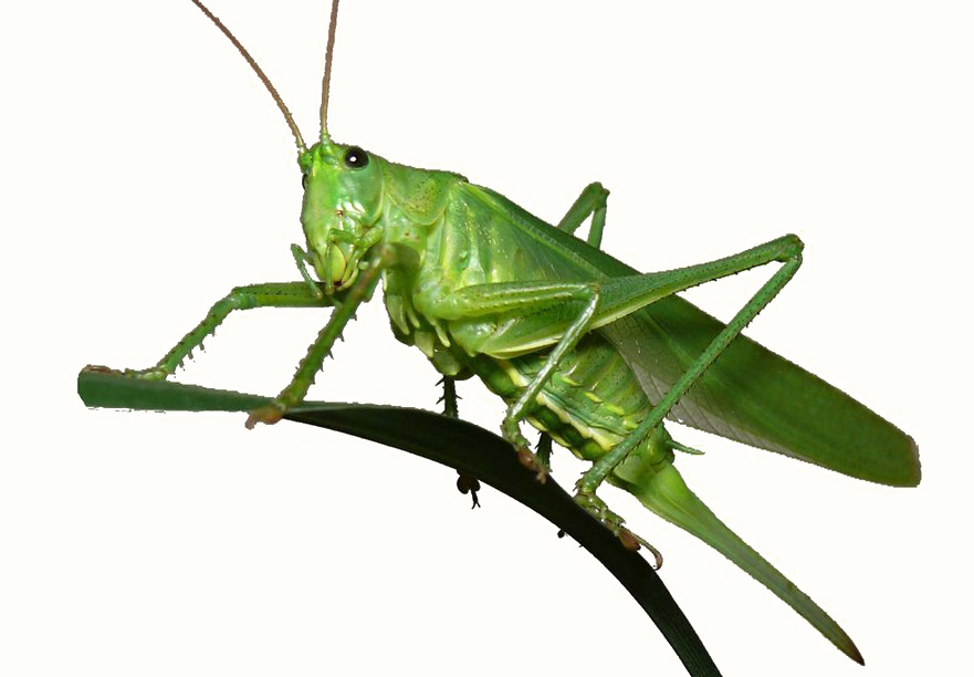 Green Grasshopper Kualitas HD PNG