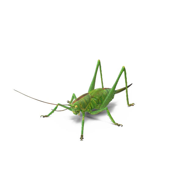 Green Unduh Gratis Grasshopper PNG