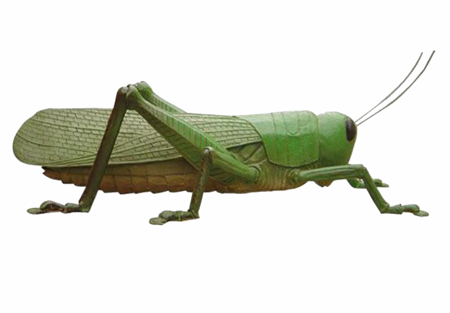 Green Latar belakang belalang PNG transparan