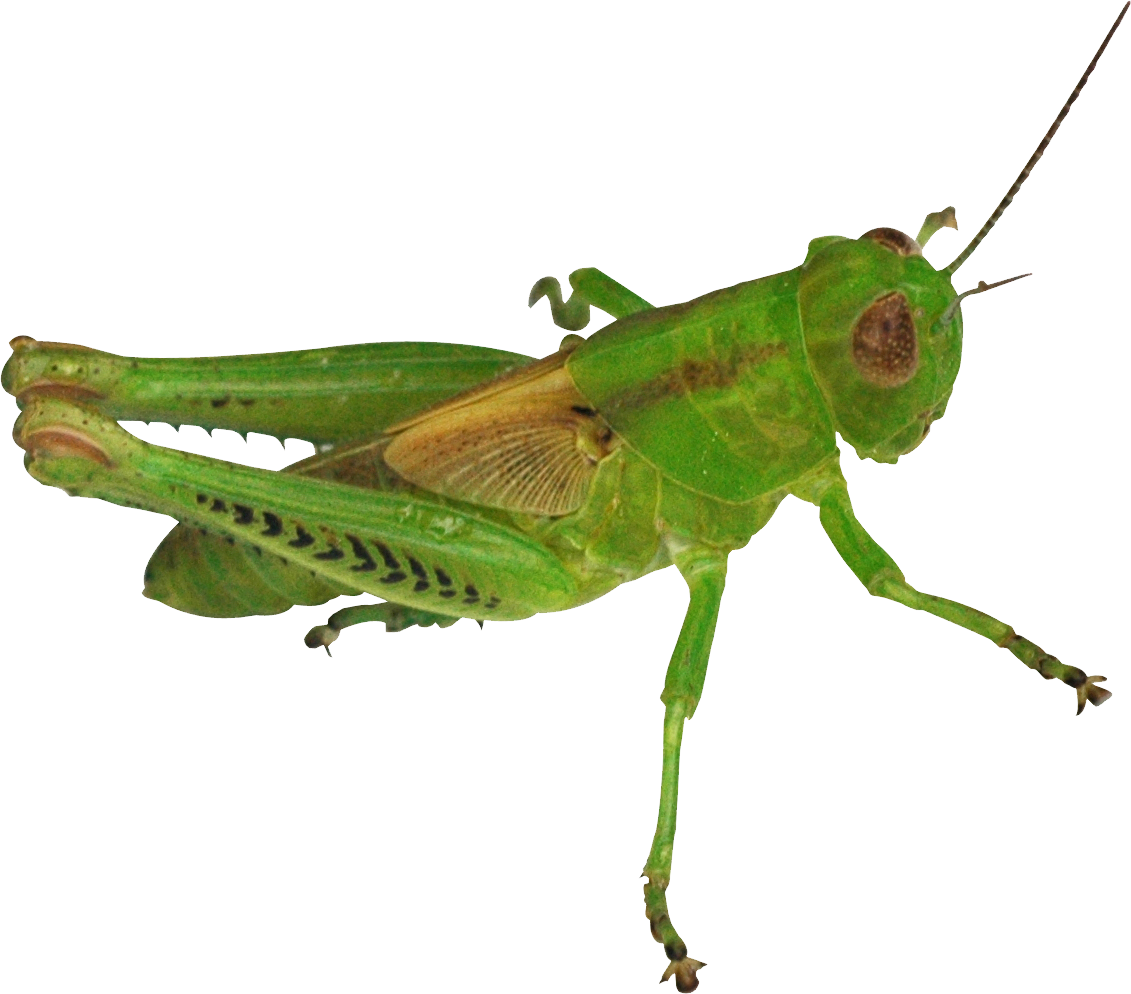 Green File transparan belalang PNG