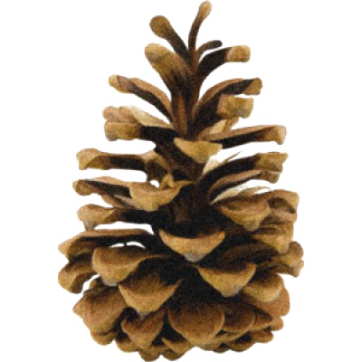 Holiday Latar belakang pinus cone PNG Clipart