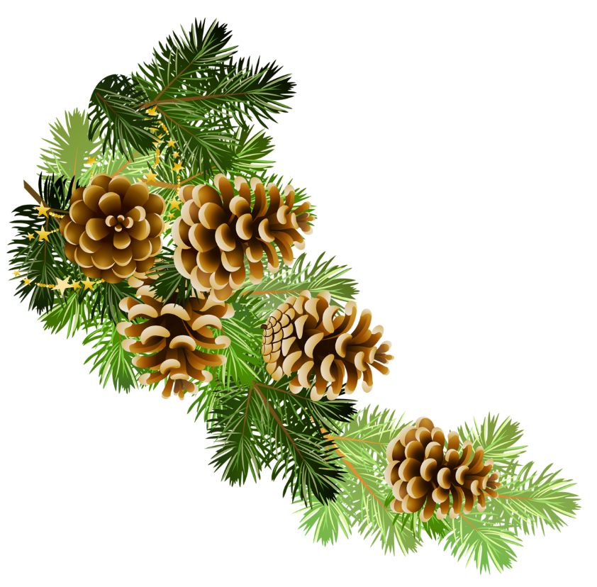 Holiday Pinus kerucut PNG transparan Background