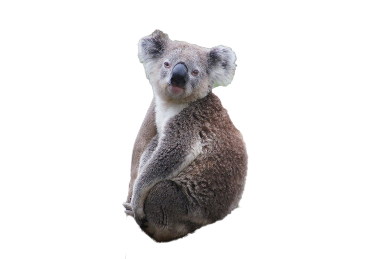 Koala PNG Бесплатный файл Скачать файл
