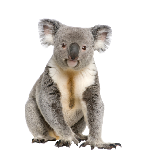 Koala PNG Images HD