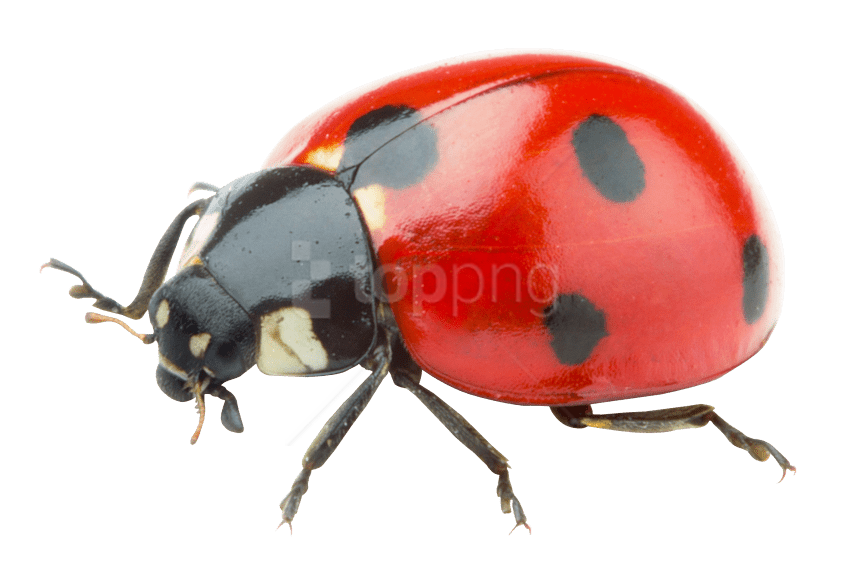 Ladybug Unduh PNG Gratis