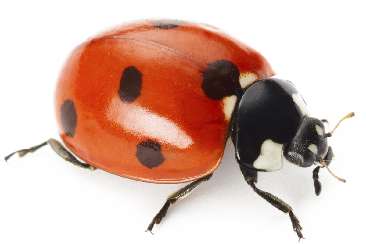 Latar belakang ladybug PNG Clipart