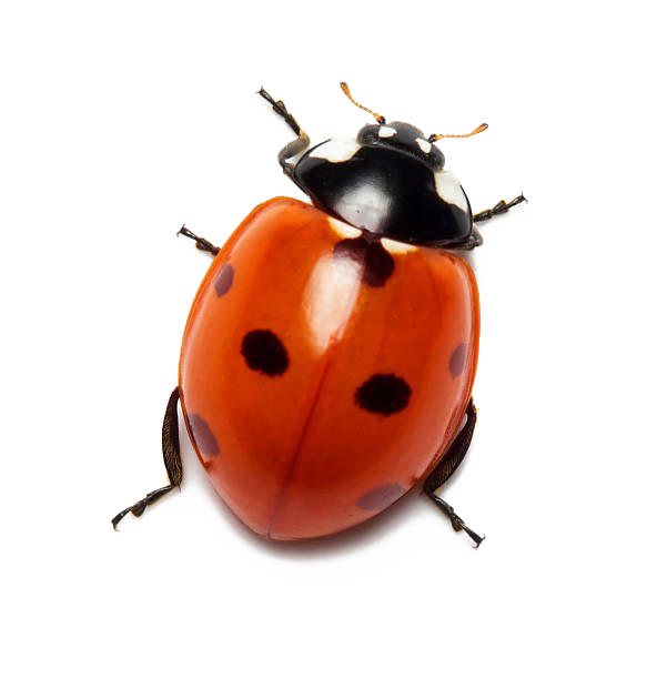 Ladybug Transparente Datei