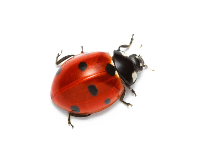 Ladybug transparan PNG