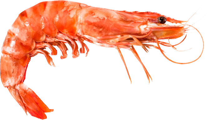 Ocean Shrimp PNG Pic Background