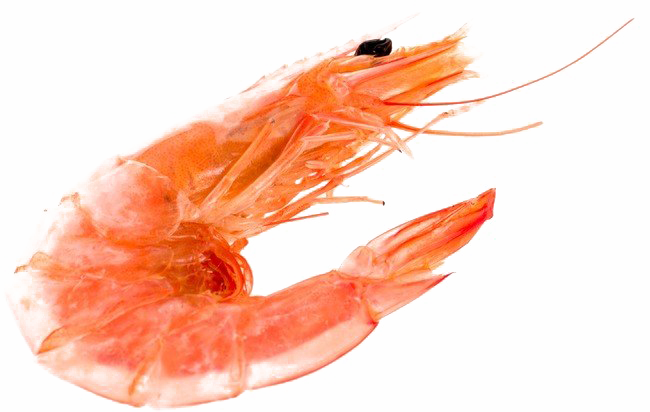 Ocean Shrimp transparant bestand