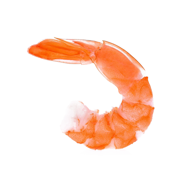 Ocean Shrimp transparant beeld