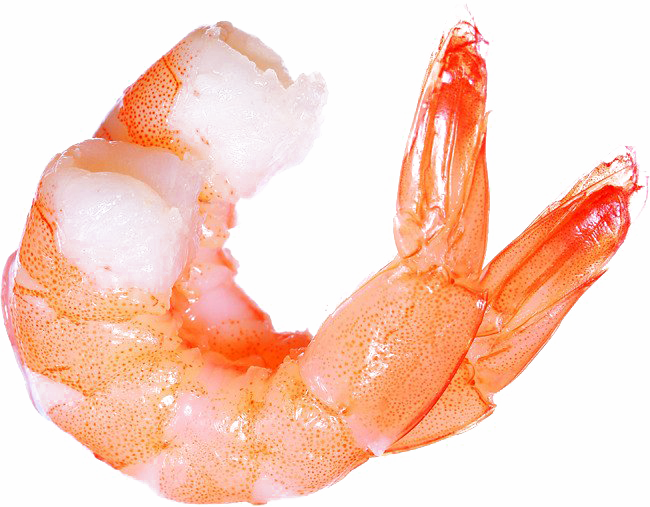 Ocean Shrimp Transparent PNG