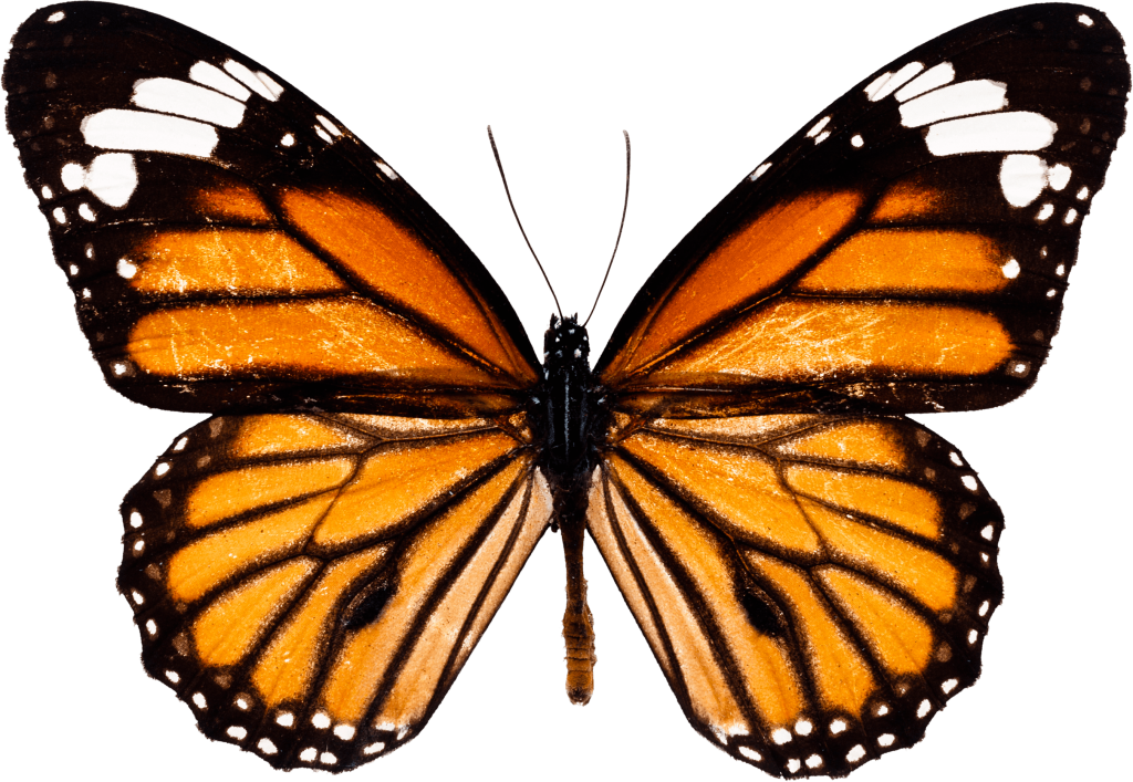 Fondo trasparente del PNG della farfalla arancione