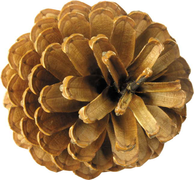 Pine Cone PNG Image HD