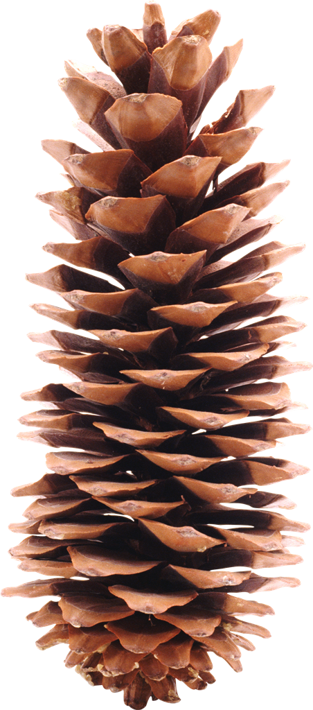 Pinus kerucut PNG transparan Image