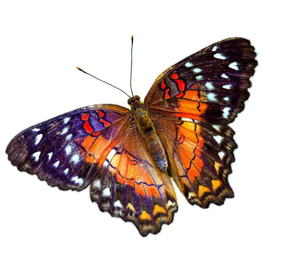 보라색 나비 PNG 투명 배경입니다