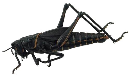 Realistischer Grasshopper-PNG-Hintergrund