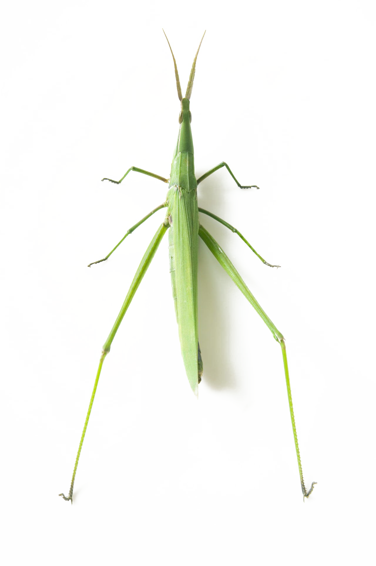 Realistischer Grasshopper-PNG-Clipart-Hintergrund