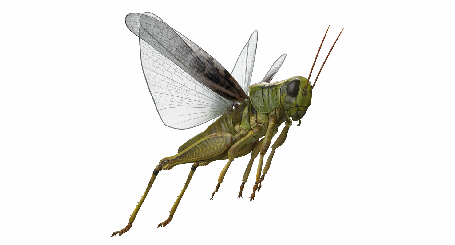 Realistic Grasshopper Kualitas HD PNG