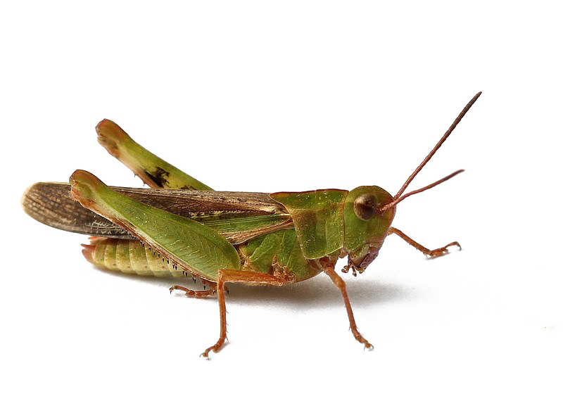 Realistic Unduh Gratis Grasshopper PNG
