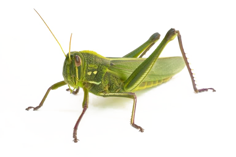 Realistischer Grasshopper PNG transparenter Hintergrund