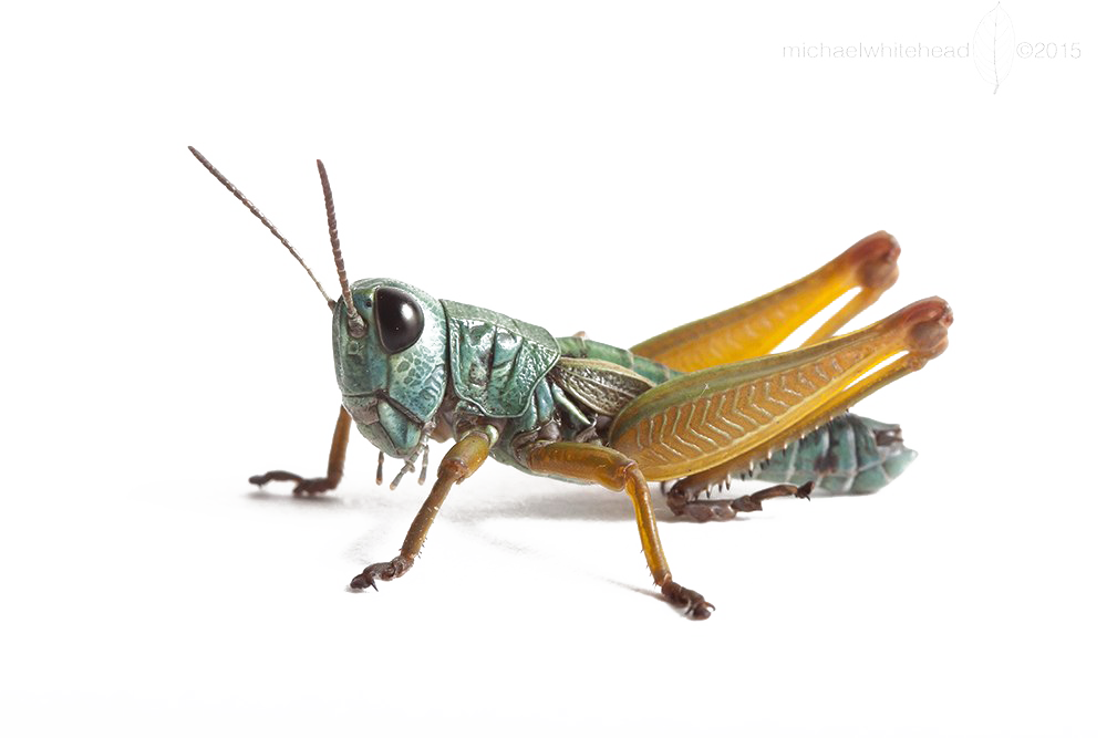 Realistisches Grasshopper PNG-transparentes Bild