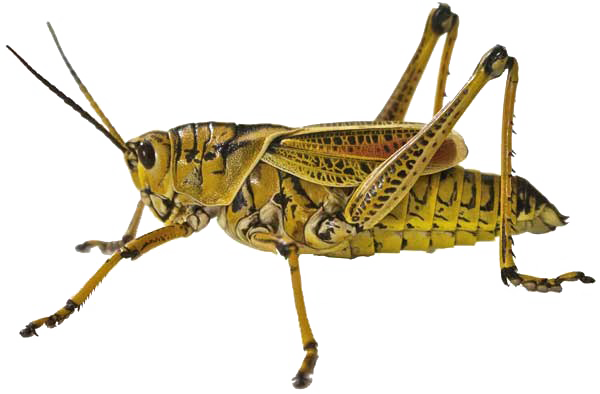 Realistic Grasshopper PNG Foto Transparan