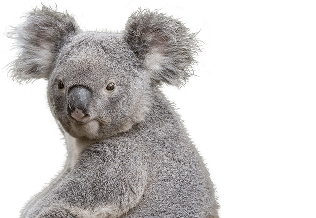 Realistic Koala Фон PNG Image