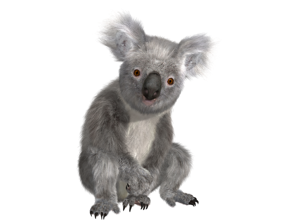 Реалистичные коала Скачать бесплатно PNG