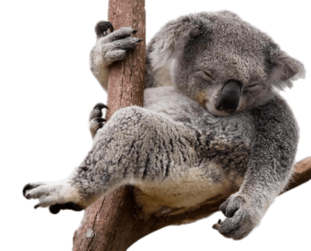 Realistic Koala Free PNG