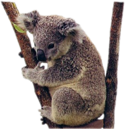 Realistis koala PNG Clipart latar belakang