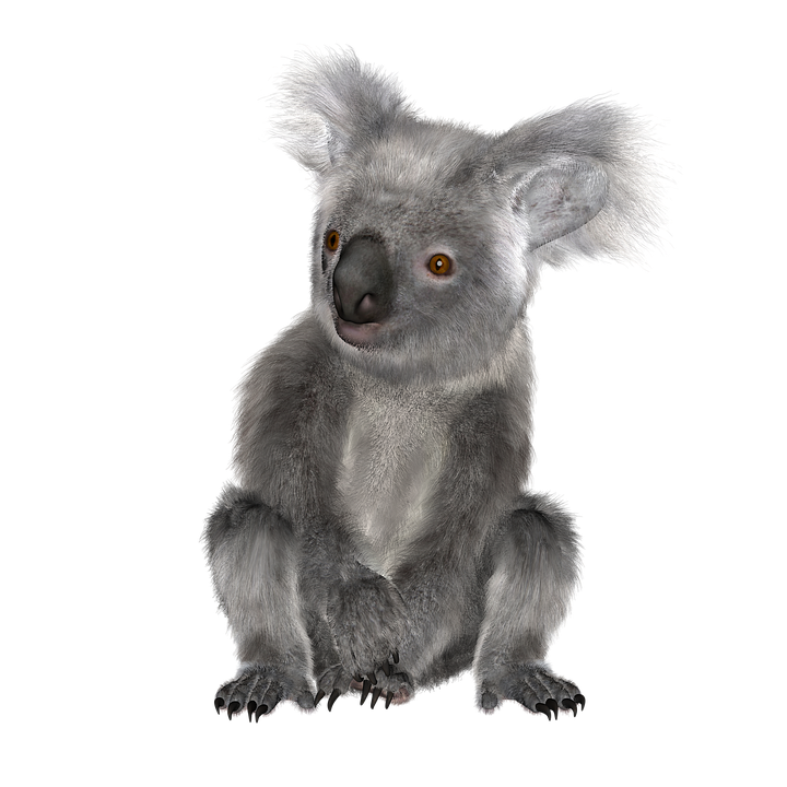 Realistic Koala Transparent Background
