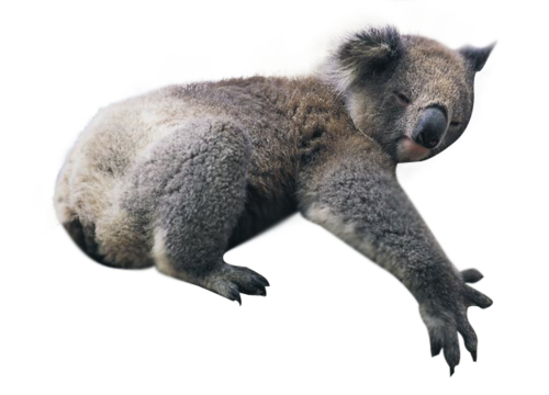 Realistic Koala прозрачный файл