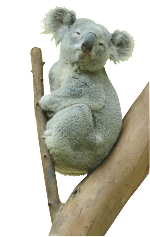 Realistic Koala Transparent Free PNG
