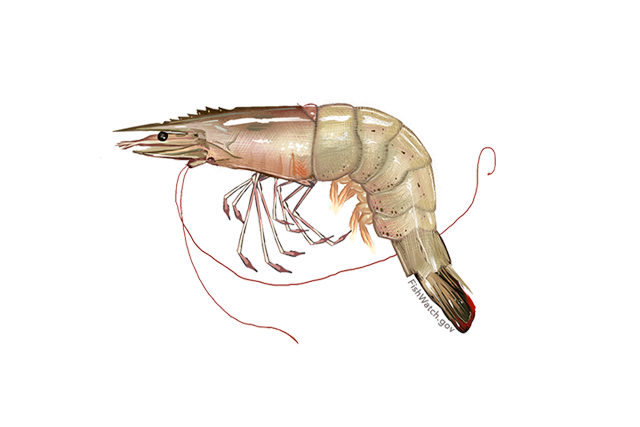 Shrimp PNG Clipart Background