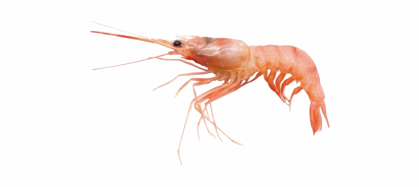 Shrimp Transparent File