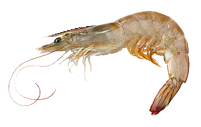 Shrimp Transparente PNG