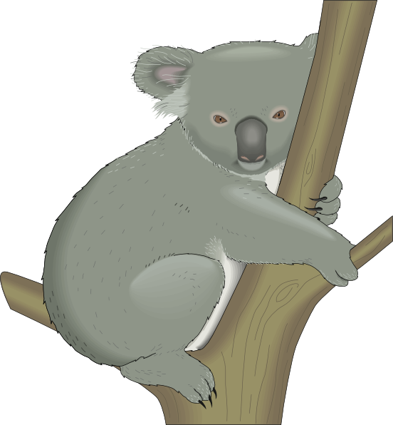 Sleeping Koala Background PNG Image