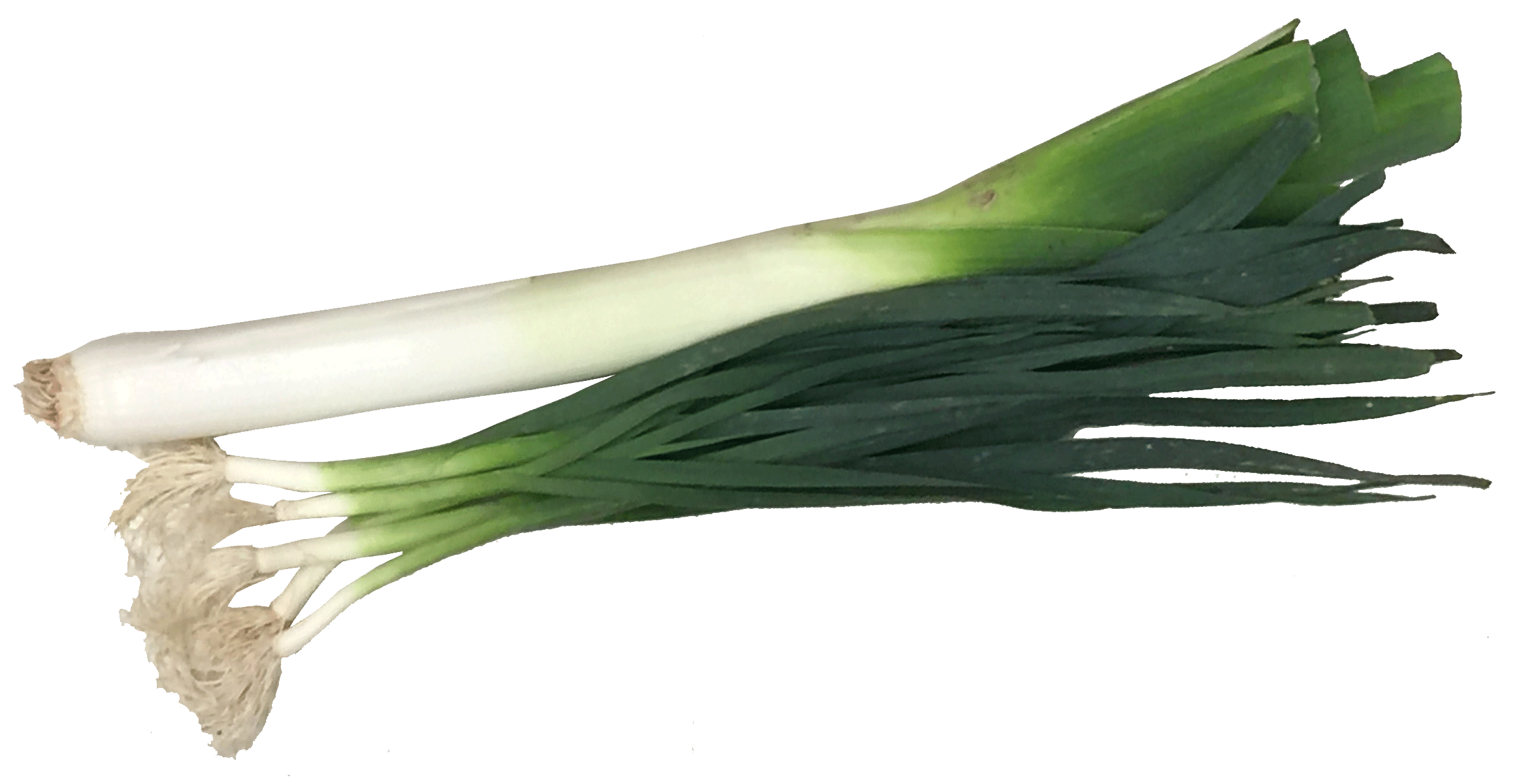 Sfondo di Clipart di verdure porro PNG