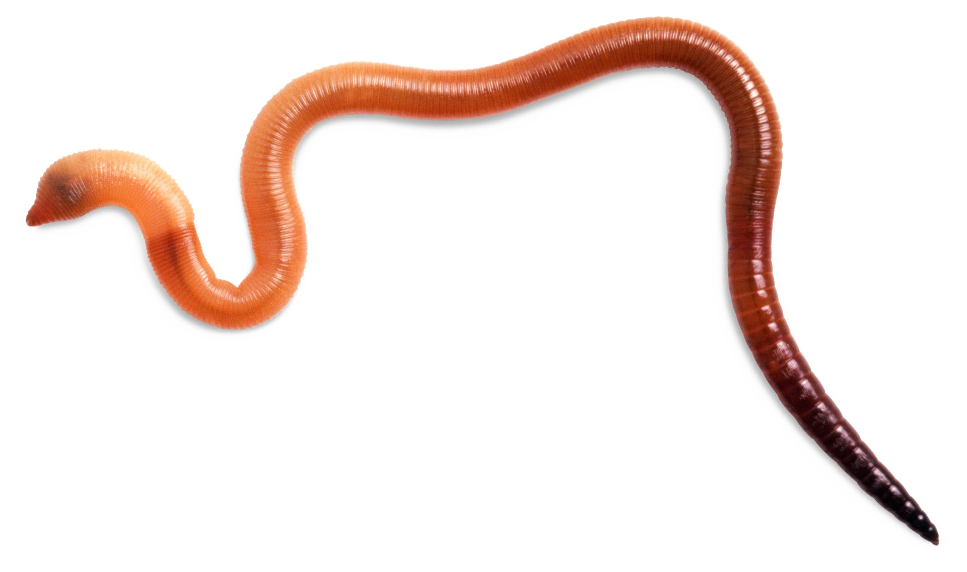 Immagine del PNG del fondo dei vermi