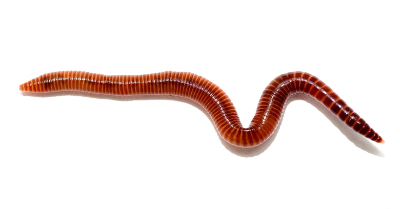 Worms Free Png.