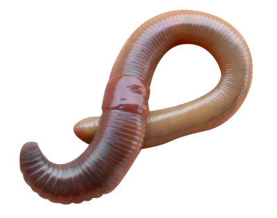 Worms PNG Clipart-Hintergrund