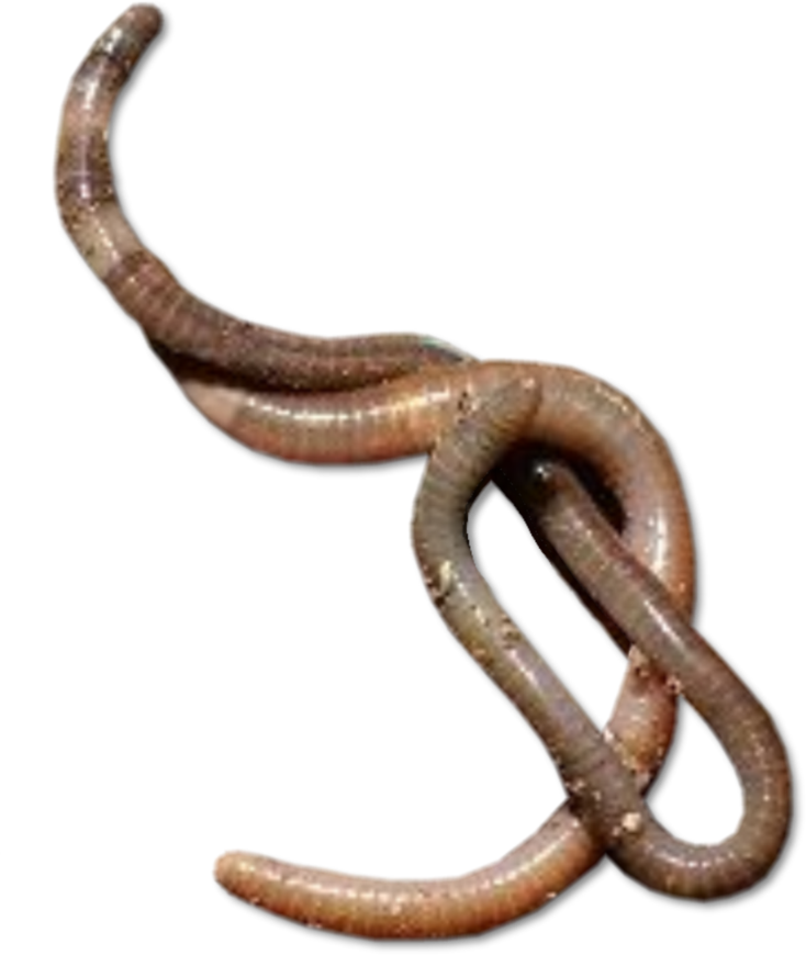 WORMS PNG Free File Download