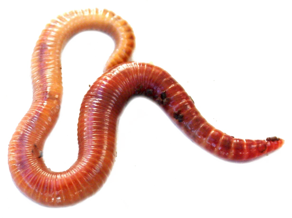 Worms PNG HD-Qualität