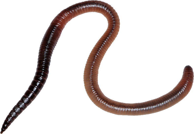 Worms png imagens hd