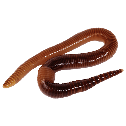Worms PNG-Foto-Bild