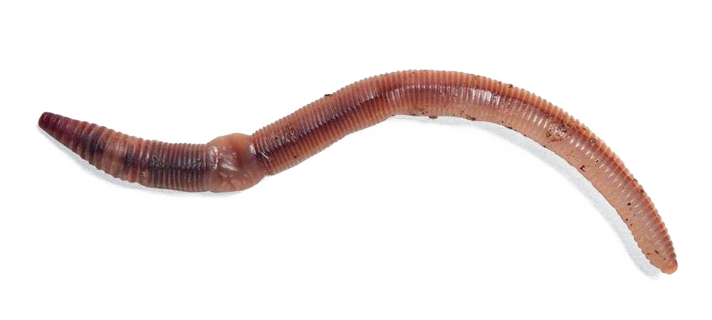 Worms PNG-Fotos