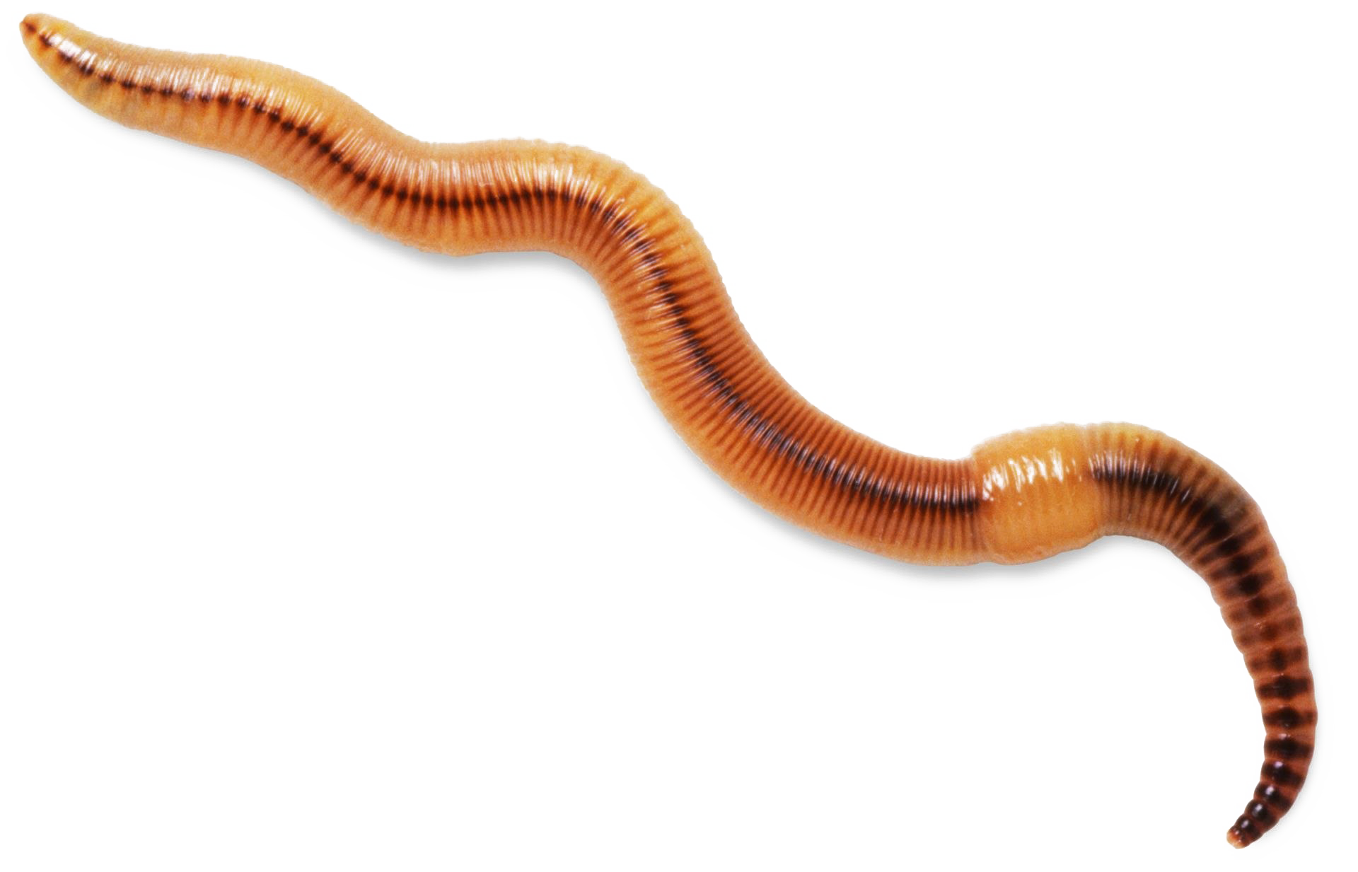 Würmer transparenter Hintergrund