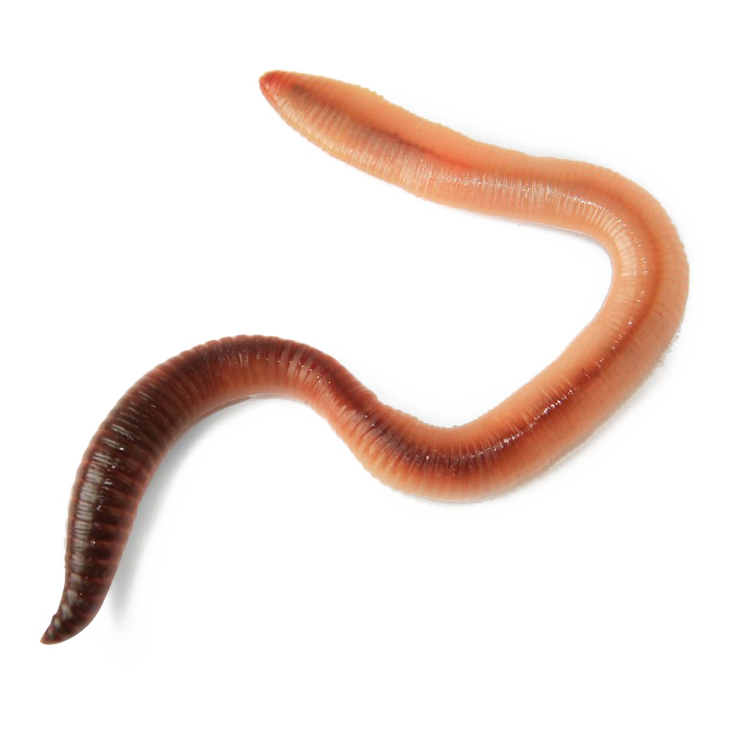 Worms imagem transparente.